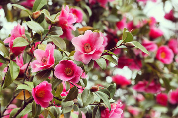 Pink Camellia x williamsii 'Mary Christian' in flower