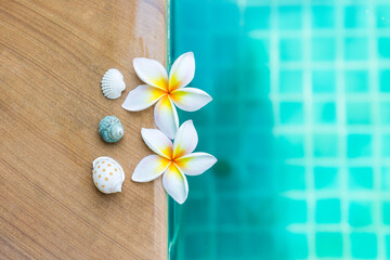 Fresh Pulmeria flower with beautiful seashell on swimming pool edge with space on blue water background, summer season concept, spa and wellness, tropical weather