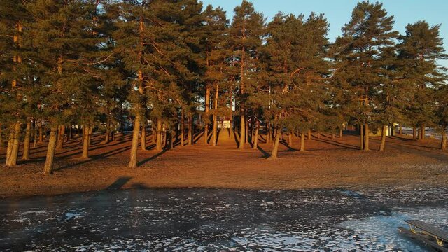 Zooming out drone footage of pine forest at frozen beach at sunrise in Southern Norway