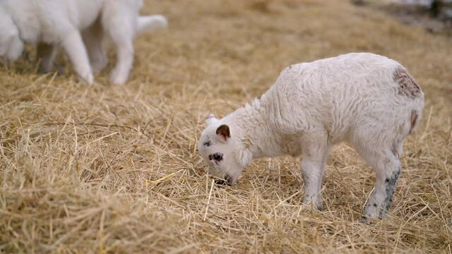 White lamb eating hay with a black lamb running through the background. Herding dog sniffing around. Medium, full body shot on tripod.