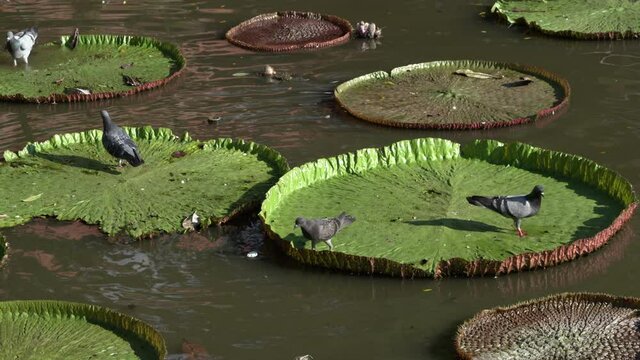 There are grand lily pads on a lake where pigeons hoping from one pad to another on a beautiful sunny day.