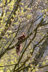 Eichhörnchen im Frühling