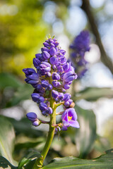 Bluebonnets at Mead Gardens in Winter Park, Florida