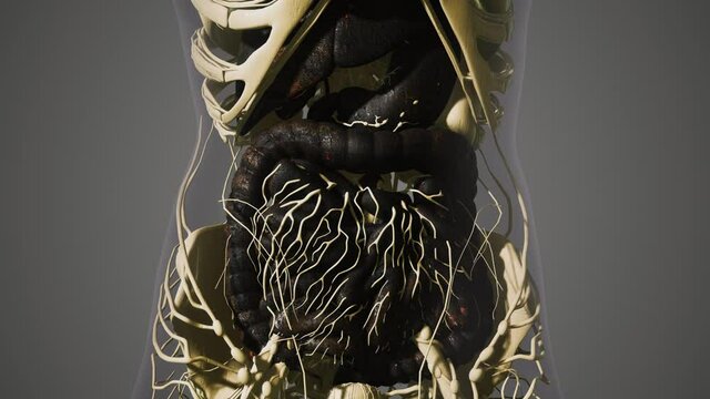 detailed human digestive system anatomy