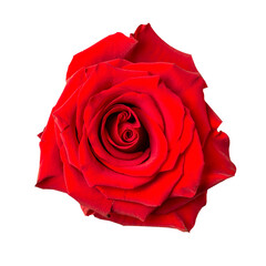 Beautiful red rose bud isolated on white background