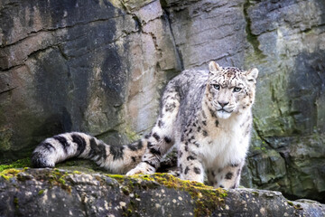 Adult male snow leopard on rocky ledge © Rixie