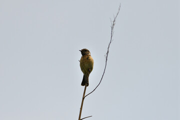 The European Stonechat sitting on the blade of dry grass on the meadow 
The European Stonechat sits on top of a blade of grass and observes the surroundings
