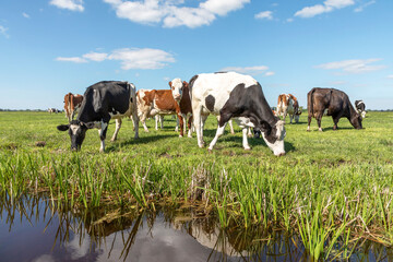 Grazing cows at the bank of a creek, reflected in the water typical landscape of Holland, flat land and water and a horizon with blue sky and white clouds