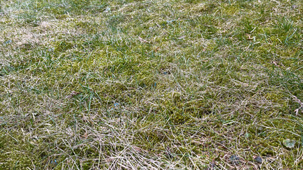 Frühling Wiese