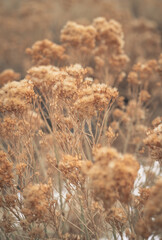 Fototapeta premium fall scene with colorful leaves