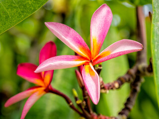 Close up view to the pink plumeria on the green background. Zanzibar, Tanzania.