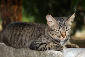 Close up gray cat house is want to sleep on the old wall near the garden at thailand