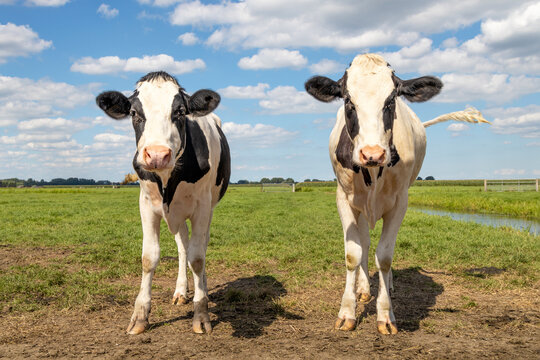 Two cows, standing in a field black and white