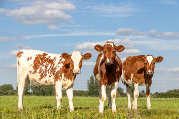 Fototapeta na wymiar Three cute calves standing upright lovingly together