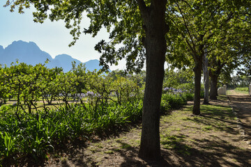 Trees casting shadows on the ground, grape vines and mountains in the background. Stellenbosch, South Africa.