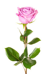 Obraz premium Beautiful pink purple rose with long stem isolated on white background