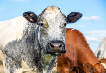 Head of beef cow, a muscular Belgian Blue bovine looking at the camera