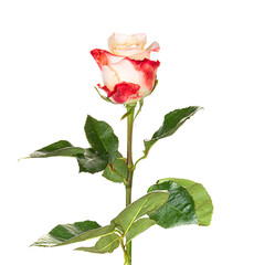 Obraz premium Beautiful red white rose with long stem isolated on white background