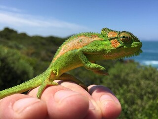 Cape Dwarf Chameleon 