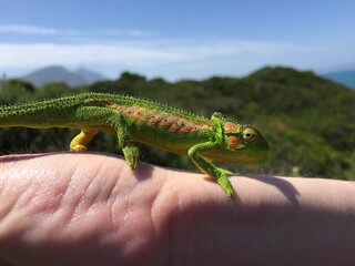 Cape Dwarf Chameleon 