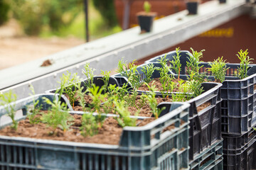 Many seedlings are waiting to be planted outdoors