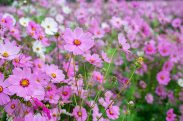 background field aster of cosmos