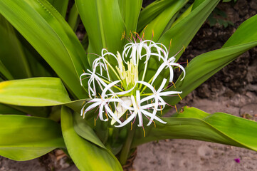 White Crinum flower in the blurred background