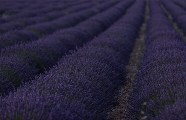 Fototapeta na wymiar Lanes of Lavender in a field in the provence in France, Europe