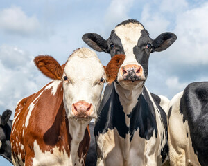 Two cows side by side, tender portrait of two cows, lovingly together,