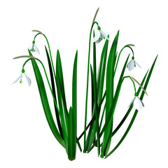 3D Rendering Snowdrop Flowers on White