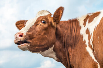 Cow face mouth open, looking troubled backwards, red and white