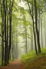 Path through the autumn beech forest in foggy weather