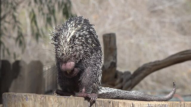 A Prehensile Tailed Porcupine Eating