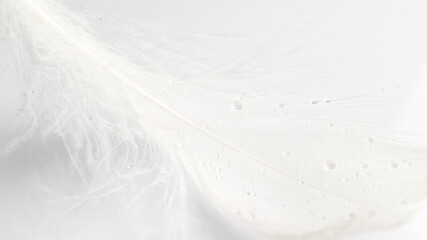 Feather flat. Multicoloured pastel angel feather closeup texture on white background in macro photography, soft focus. Fashion color trends spring summer.