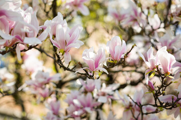 Fototapeta na wymiar Blooming flowers of pinky-white magnolia, close-up. Floral wallpaper. Spring card.