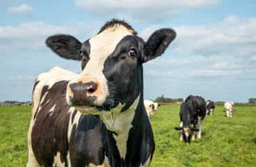 Mature cow, black and white curious and silly, gentle surprised look, in a green field, blue sky