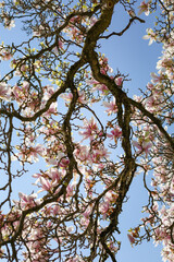 Blooming flowers of pinky-white magnolia on the blue sky background, bottom view. Spring card.