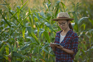 asian woman farmer with digital tablet in corn field, Beautiful morning sunrise over the corn field. green corn field in agricultural garden and light shines sunset in the evening Mountain background
