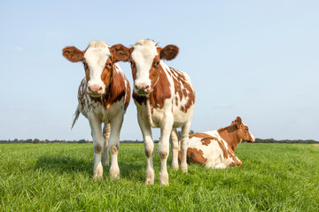 Fototapeta na wymiar Two cute calves, tender love portrait of two cows, lovingly together