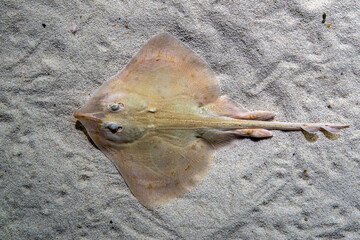 sting ray fish on sea surface © Andrea Izzotti