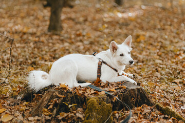 Fototapeta premium Adorable white dog sitting on stump among autumn leaves in sunny woods. Cute swiss shepherd puppy