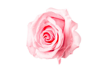Beautiful pink rose bud isolated on white background