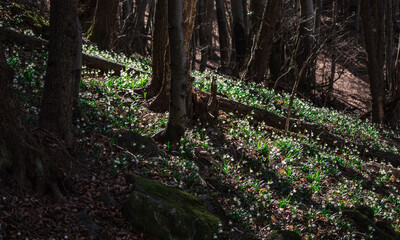 Obraz premium View of a splendid undergrowth full of flowers