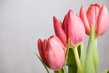 pink tulips on a white background