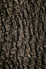 background, texture - rough bark of an old tree