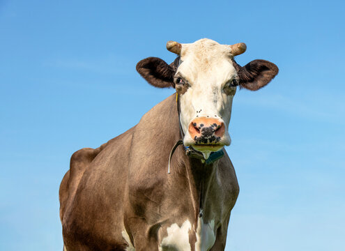 White cow head, large brown dairy cattle, looking wise with pink nose and horns and as background a blue sky