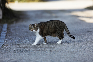 Naklejka premium cat walking