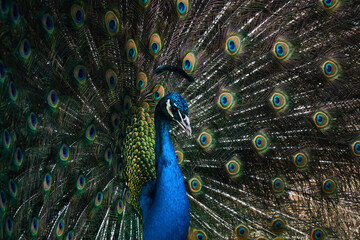 Fototapeta na wymiar portrait of a peacock on the background of his own tail