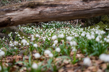 View of a splendid undergrowth full of flowers