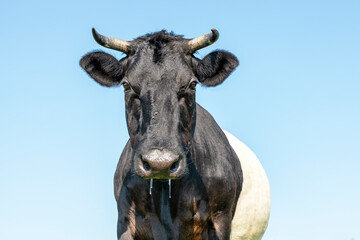 Cow Lakenvelder, a black Dutch Belted with horns in the spring